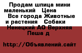 Продам шпица мини маленький › Цена ­ 15 000 - Все города Животные и растения » Собаки   . Ненецкий АО,Верхняя Пеша д.